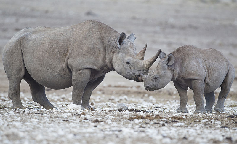 File:Diceros bicornis (Etosha).jpg
