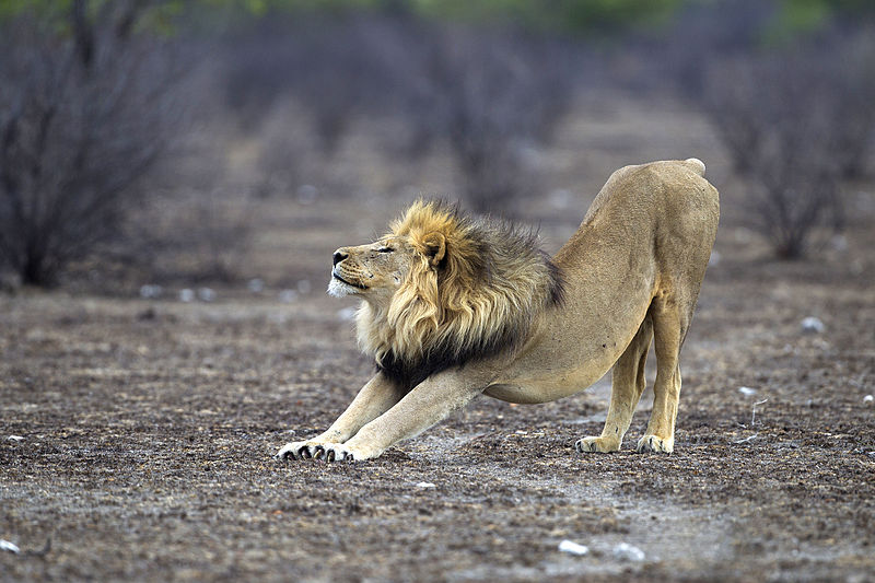 File:Panthera leo stretching (Etosha, 2012).jpg