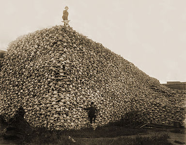 Bison skull pile-restored.jpg