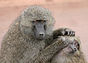 Grooming monkeys PLW edit.jpg