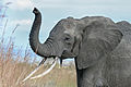 Thumbnail for version as of 02:42, 10 August 2011