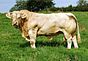 Taureau charolais 2.jpg