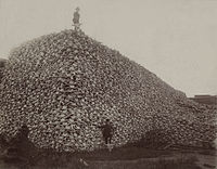 Bison skull pile edit.jpg